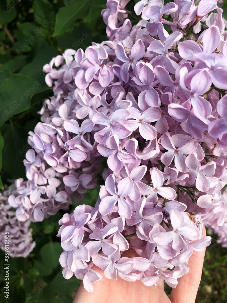 Beautiful purple lilac in the summer garden Beautiful purple lilac in the summer garden