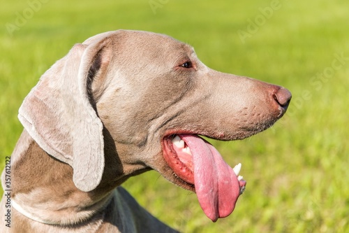 Weimaraner on a hot day in the meadow. Stick out dog tongue. The hunting dog is cooling down.