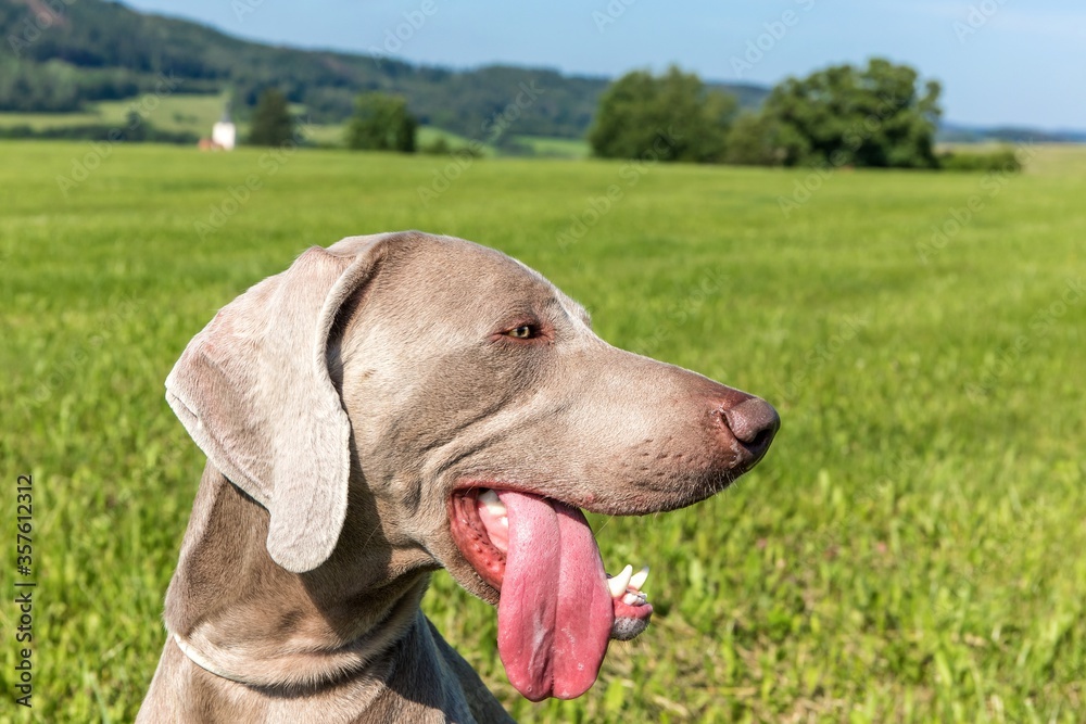 Weimaraner on a hot day in the meadow. Stick out dog tongue. The hunting dog is cooling down.