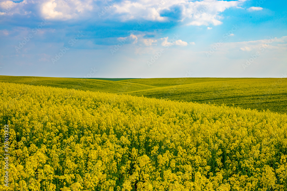 Rural agricultural fields landscape during early spring with a canola rapeseed field in blossom.