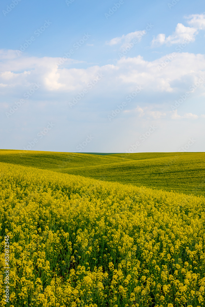 Rural agricultural fields landscape during early spring with a canola rapeseed field in blossom.