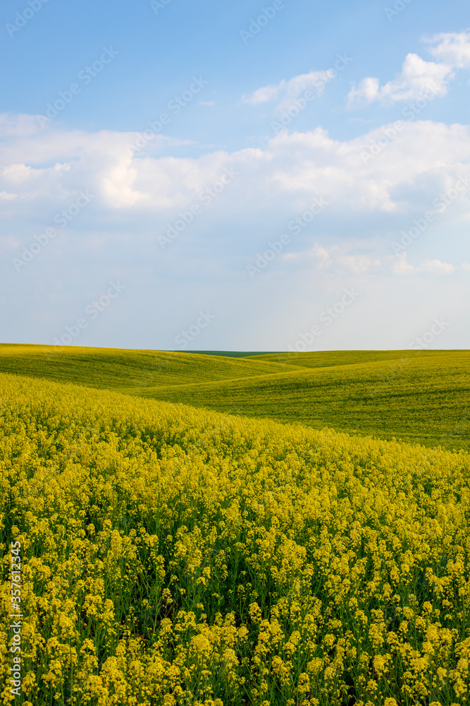 Rural agricultural fields landscape during early spring with a canola rapeseed field in blossom. Rural agricultural fields landscape during early spring with a canola rapeseed field in blossom.