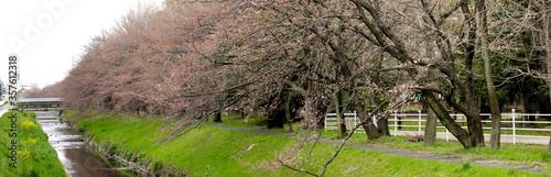 パノラマ撮影した春の桜の風景
