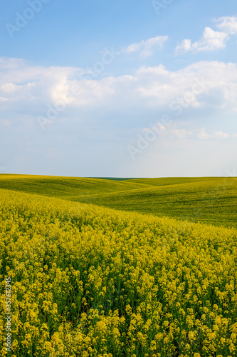 Rural agricultural fields landscape during early spring with a canola rapeseed field in blossom. © Garmon