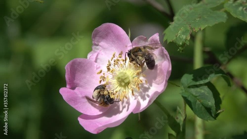 Clark's Miner Bee (Andrena clarkella). Two Miner Bees collect pollen on a wild dog-rose flower. Tender pink rosehip flower in early summer photo