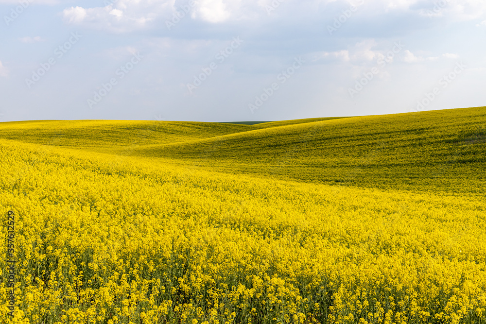 Rural agricultural fields landscape during early spring with a canola rapeseed field in blossom. Rural agricultural fields landscape during early spring with a canola rapeseed field in blossom.