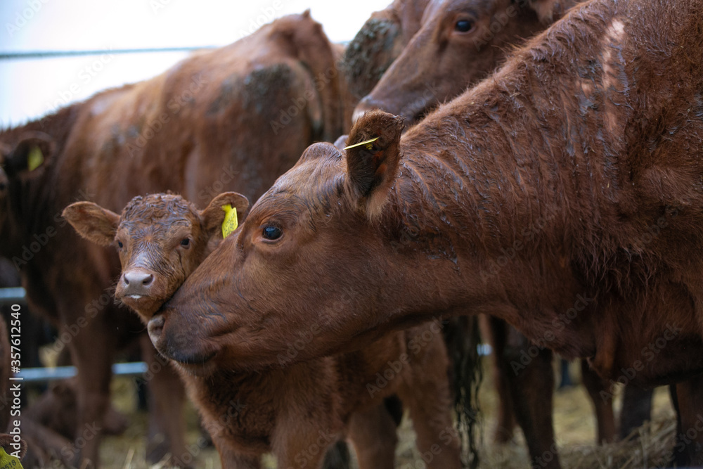 Fototapeta premium Angus