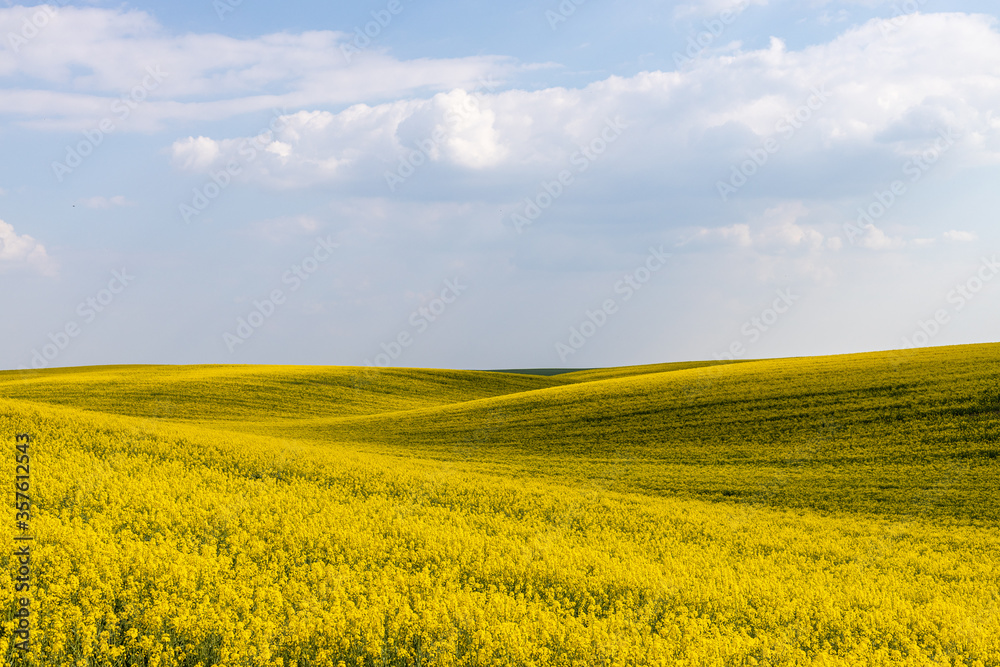 Rural agricultural fields landscape during early spring with a canola rapeseed field in blossom.