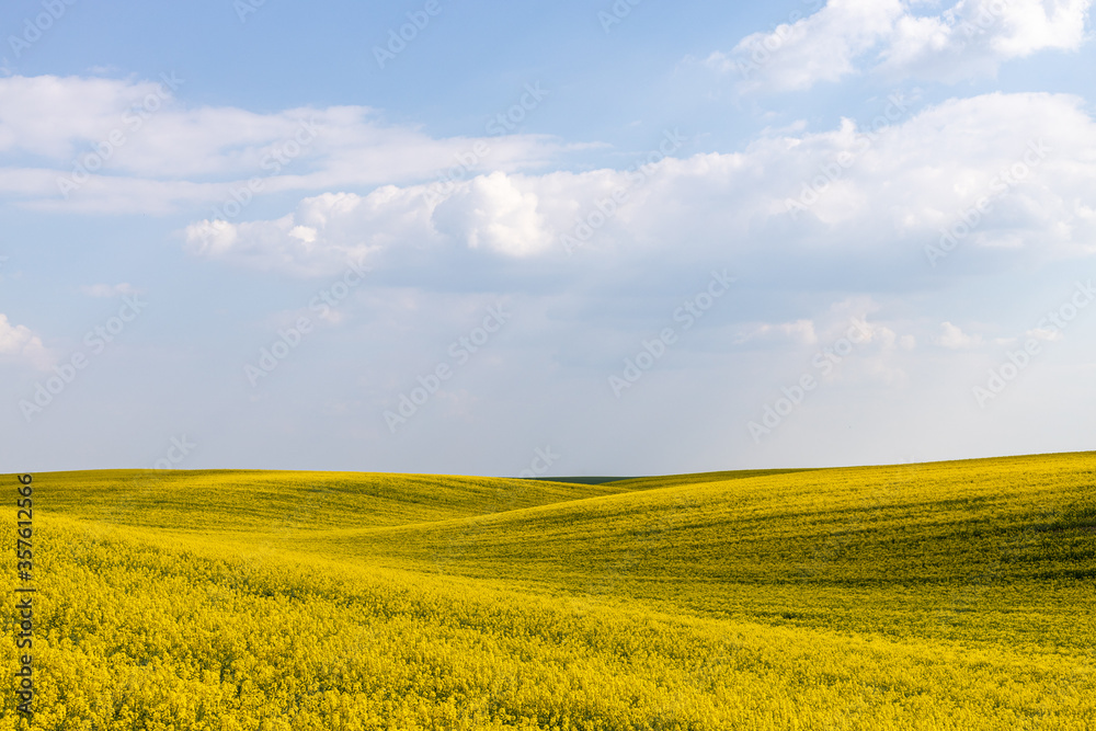 Rural agricultural fields landscape during early spring with a canola rapeseed field in blossom.