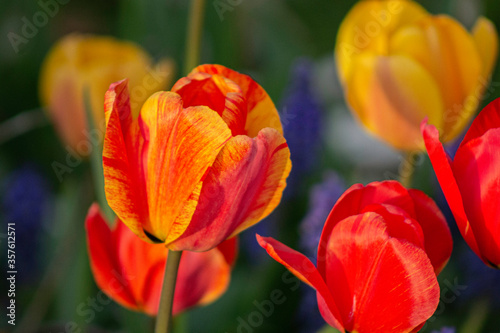 Close Up Wild Flowers In A British Meadow