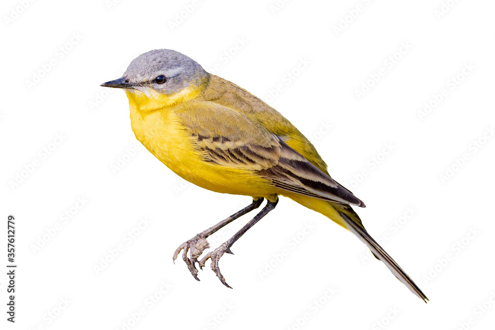 The Western Yellow Wagtail (Motacilla flava) is a small passerine in the wagtail family Motacillidae. Cut out on white background.