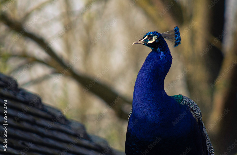 Male Blue Peacock Indian Peafowl Pavo Cristatus In Kettering England Male Blue Peacock Indian Peafowl Pavo Cristatus In Kettering England
