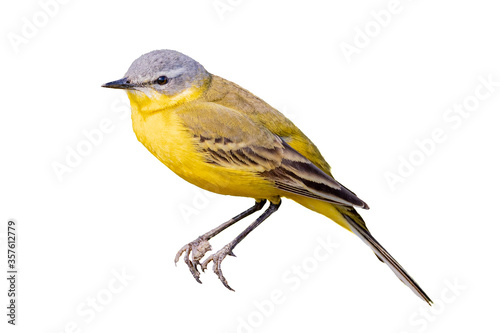 The Western Yellow Wagtail (Motacilla flava) is a small passerine in the wagtail family Motacillidae. Cut out on white background. © Garmon
