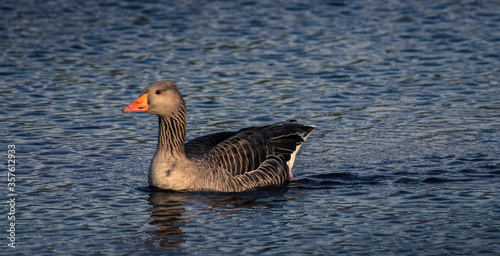 A Greylag Goose Alone On the Water In Leicester In The Midlands UK