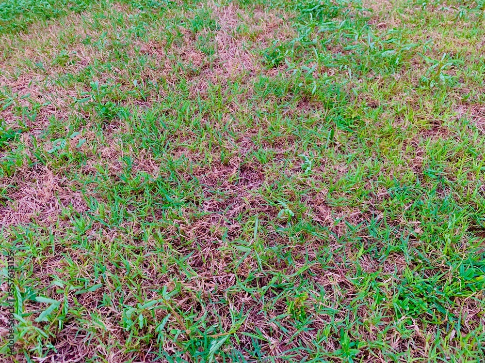 Damaged lawn with bare spots. Patchy grass, lawn in bad condition and need maintaining Damaged lawn with bare spots. Patchy grass, lawn in bad condition and need maintaining