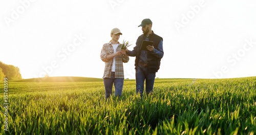 Canvas Print Caucasian woman and man in hats walking in field and talking about harvest