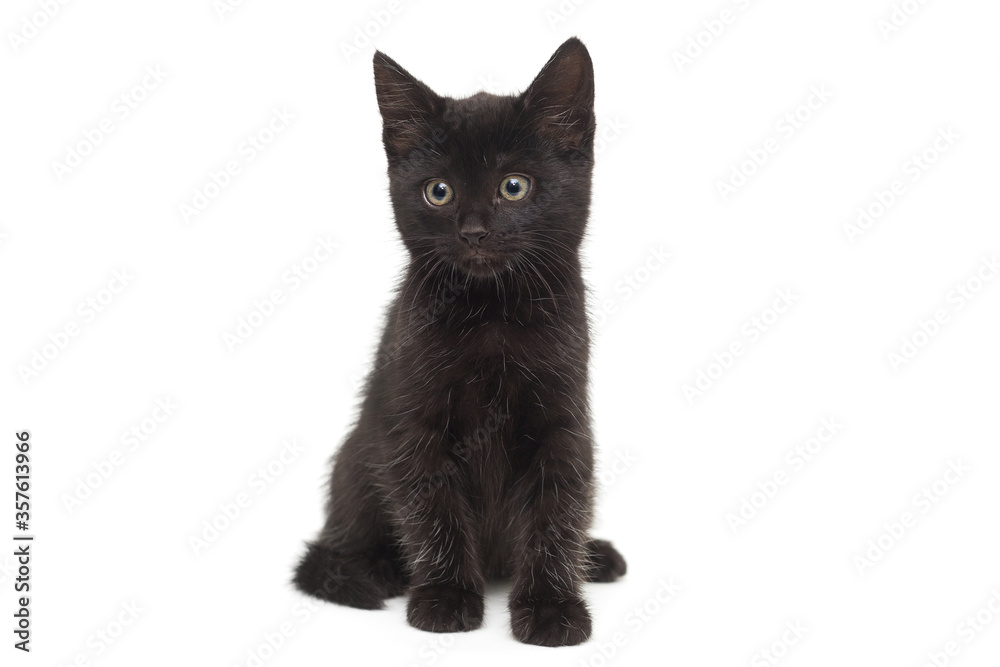 Small black kitten on a white background.