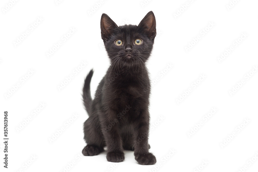 Small black kitten