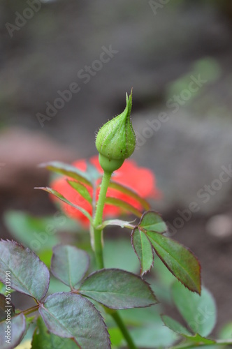 Beautiful budding rose ready to blossom with blur background