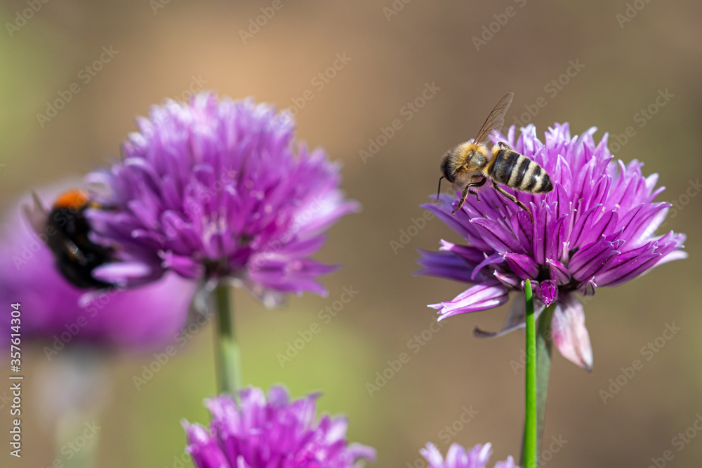Honey bee collecting nectar from chives plant blossom. Chives are a commonly used herb for culinary purposes. Honey bee collecting nectar from chives plant blossom. Chives are a commonly used herb for culinary purposes.