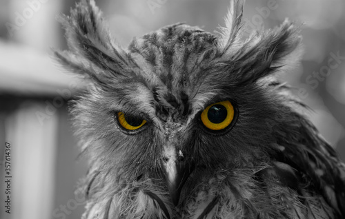 owl's sharp eyes isolated in black and white 