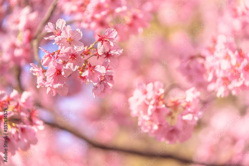 Close-up on a pink japanese sato-zakura or prunus serrulata Kanzan cherry blossoms against a sakura bokeh background.