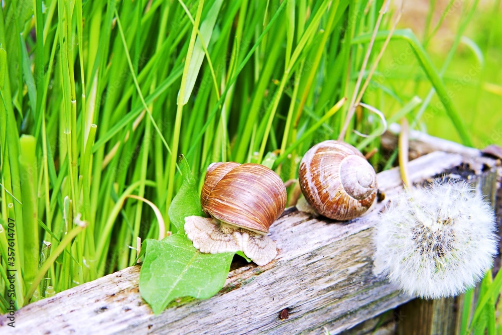 Two large grape snails on a wooden box Two large grape snails on a wooden box