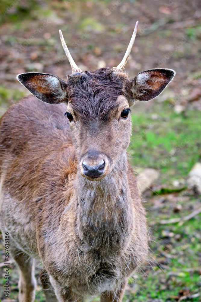 Obraz premium Damhirsch ( Dama dama ).