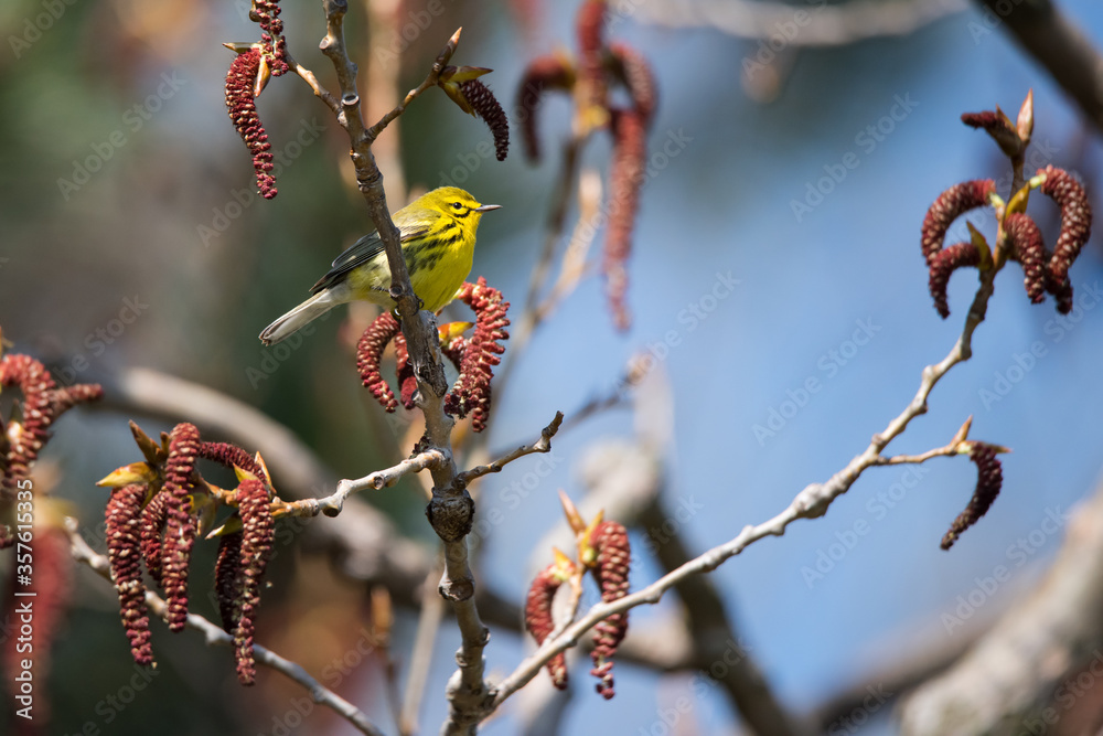 An out-of-range Prairie Warbler perched in an Eastern Cottonwood at Ashbridges Bay Park during spring migration in Toronto, Ontario, Canada. An out-of-range Prairie Warbler perched in an Eastern Cottonwood at Ashbridges Bay Park during spring migration in Toronto, Ontario, Canada.
