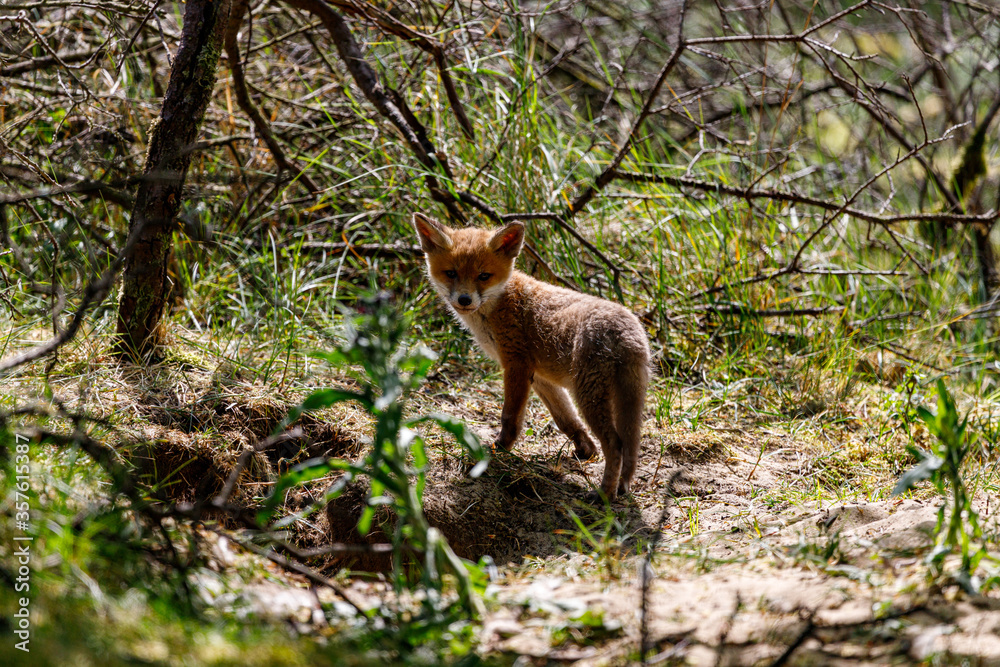 Young fox in the dunes of the Amsterdam water supply Area - Jonge vos in de Amsterdamse Waterleiding Duinen (AWD) Young fox in the dunes of the Amsterdam water supply Area - Jonge vos in de Amsterdamse Waterleiding Duinen (AWD)