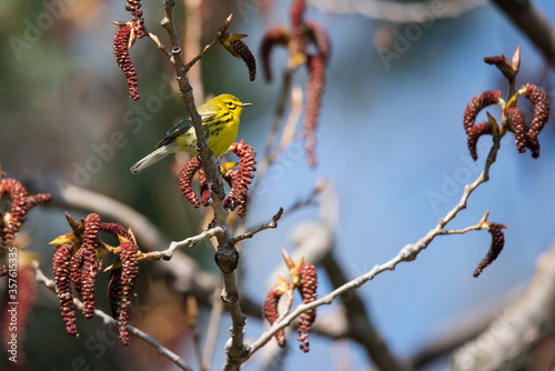 An out-of-range Prairie Warbler perched in an Eastern Cottonwood at Ashbridges Bay Park during spring migration in Toronto, Ontario, Canada. photo