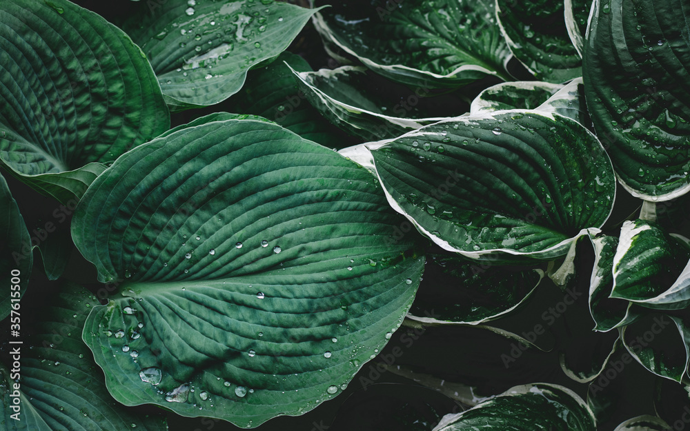 Zielone liście z kroplami deszczu - obrazy, fototapety, plakaty 