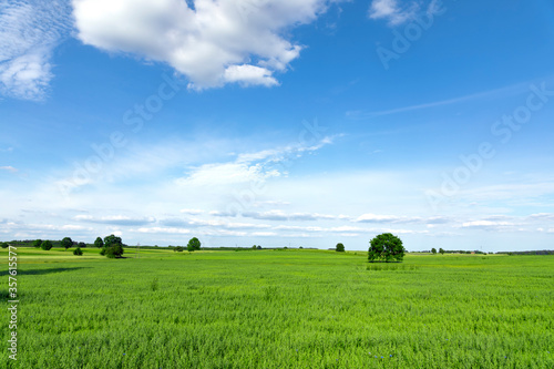 Sunny green meadow with blue sky and clouds  agriculture field in spring