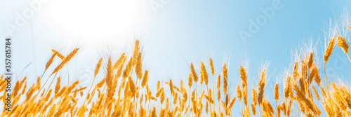 Ears of golden wheat on sunny blue sky close up background