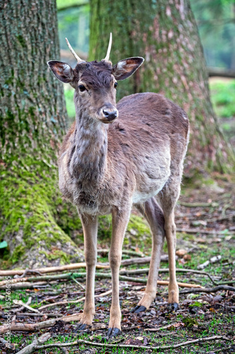 Fototapeta Naklejka Na Ścianę i Meble -  Damhirsch ( Dama dama ).