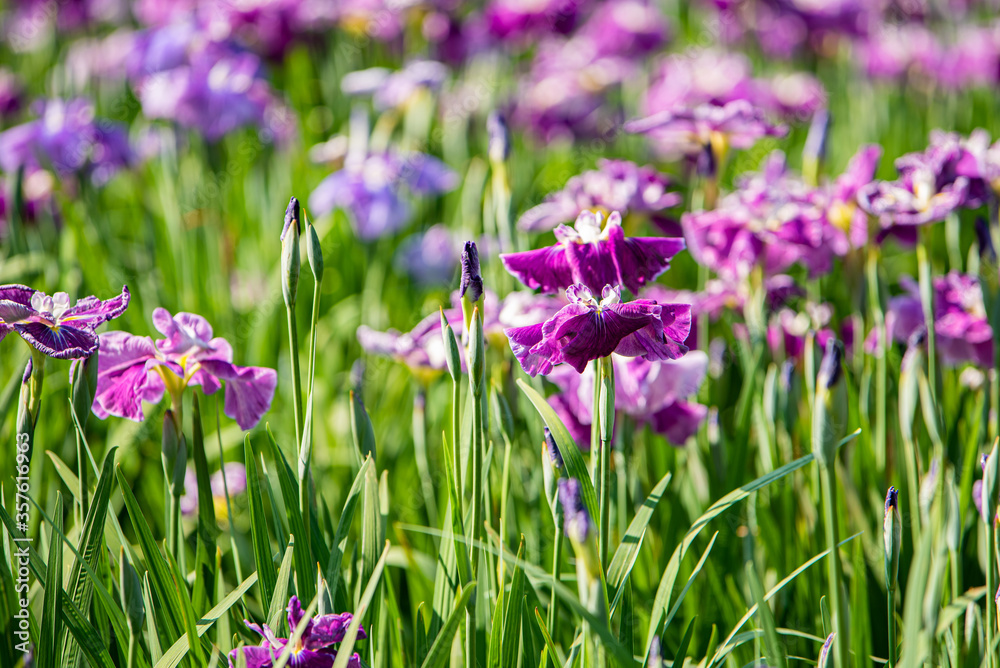 Naklejka premium 水元公園 花菖蒲園