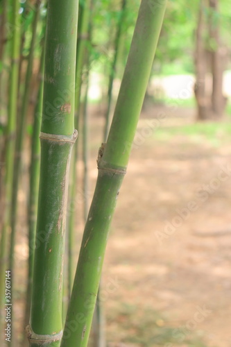 Photo of green bamboo trunk, on a blurred background, of bamboo trees, and brown ground