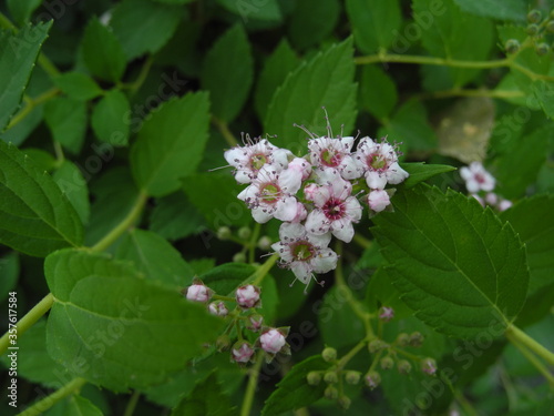 Flower of Spiraea japonica (Japanese meadowsweet) closeup in ornamental garden. Natural floral background.