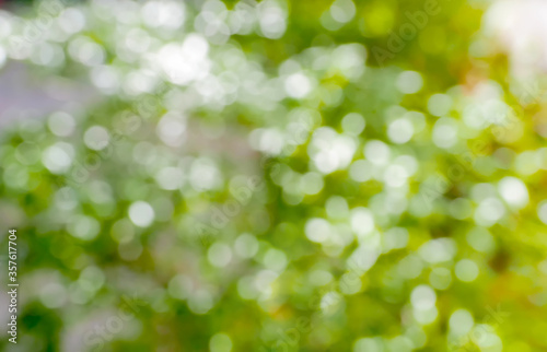 miss focus blur abstract background Bokeh leaves in the garden