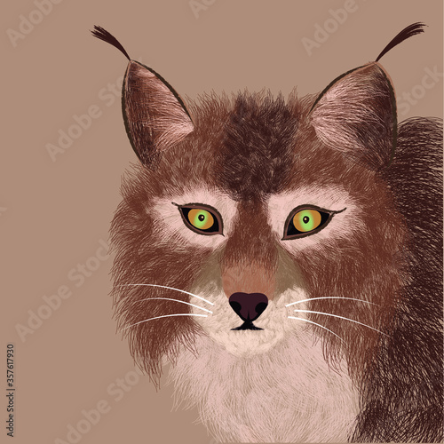 Lynx drawing for animal protection material