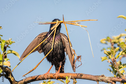 Common Starling / European Starling (Sturnus vulgaris) with nesting material photo