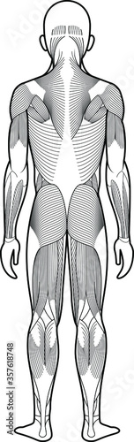 Stylized anatomy diagram showing major muscle groups. Shown from the back (posterior view).