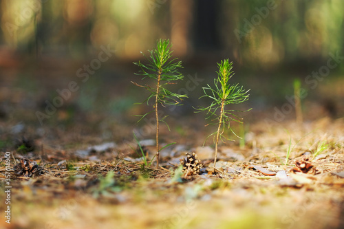 Two young pine trees growing in the siberian forest