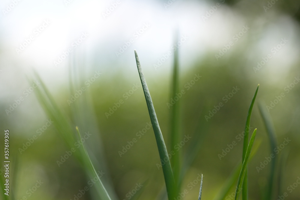 Growing green onions.
Close-up of the top of a green onion leaf on a blurred background. Growing green onions.
Close-up of the top of a green onion leaf on a blurred background.