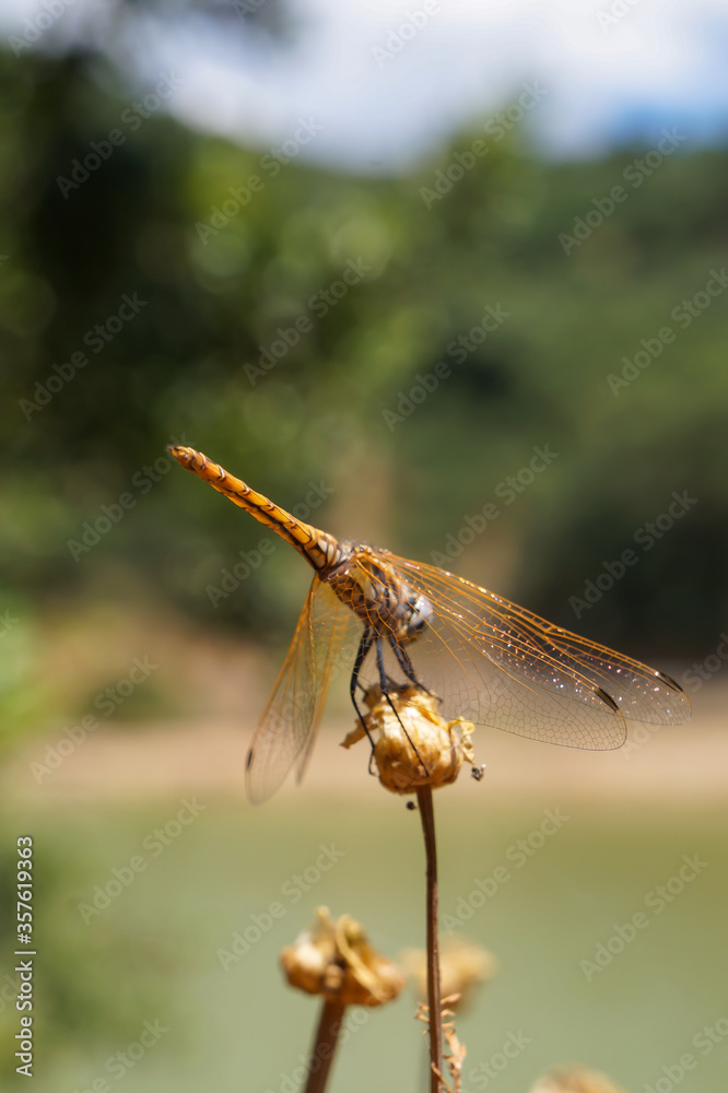 A beautiful yellow dragonfly resting on a flower A beautiful yellow dragonfly resting on a flower