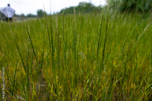 tall grass on a summer meadow. Natural background and texture