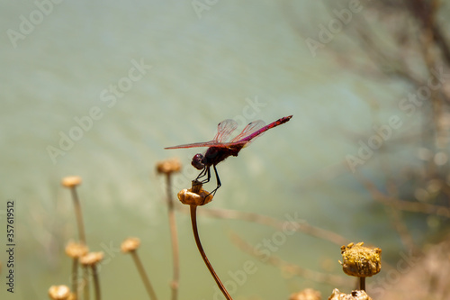 A beautiful red dragonfly resting on a flower