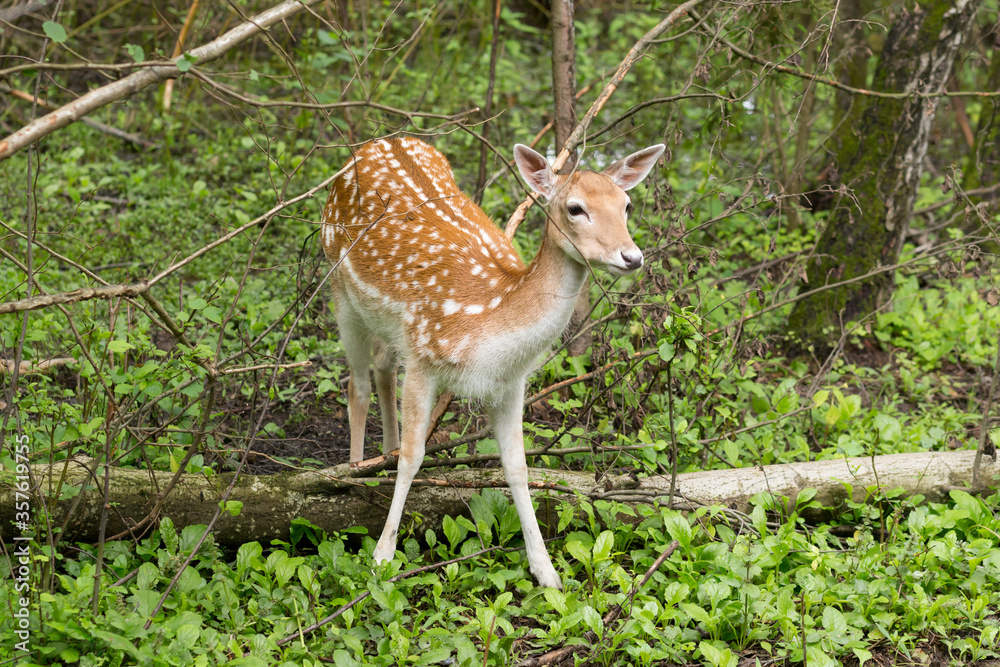 Young deer walking in the forest in Russia