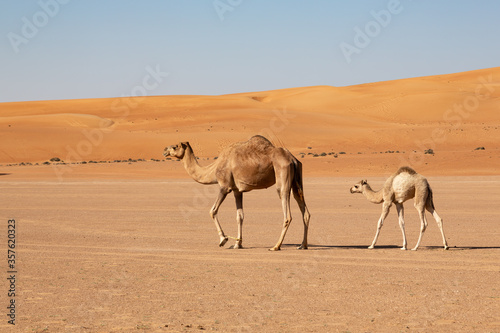Fényképezés Mother camel cow with calf in Wahiba Sands desert of Oman