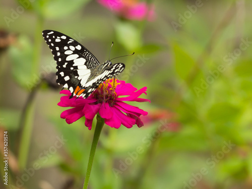 butterfly on flower © Mushroom House